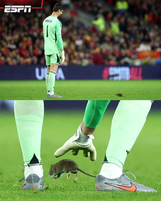 库尔图瓦：如果我抓住老鼠会把它放出场外，我肯定不会伤害它